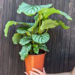 Kalatea guľatolistá (Calathea orbifolia) - výška 40-50 cm, kont. C3L